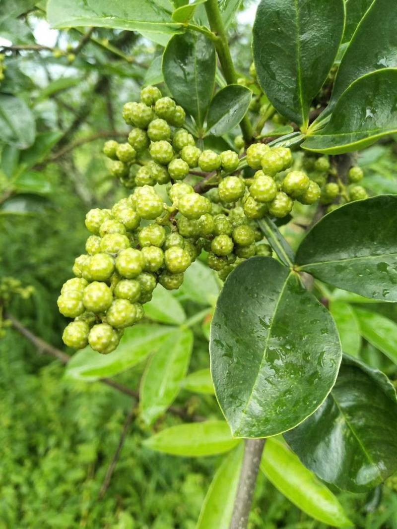 2022年新货昭通青花椒云南青花椒特香特麻产地直发新椒