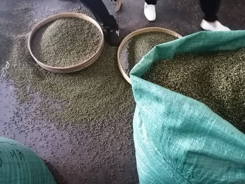 2022年新货昭通青花椒云南青花椒特香特麻产地直发新椒