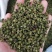 2022年新货昭通青花椒云南青花椒特香特麻产地直发新椒