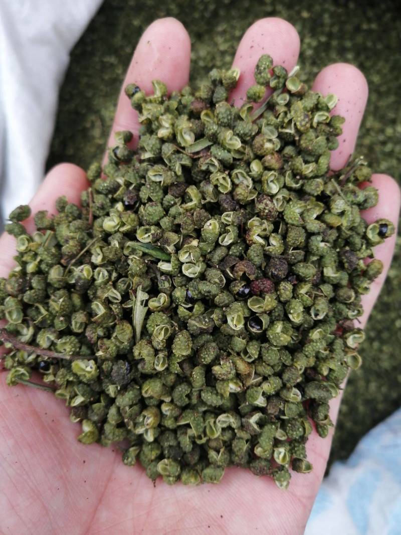 2022年新货昭通青花椒云南青花椒特香特麻产地直发新椒
