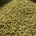 2022年新货昭通青花椒云南青花椒特香特麻产地直发新椒