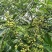 2022年新货昭通青花椒云南青花椒特香特麻产地直发新椒