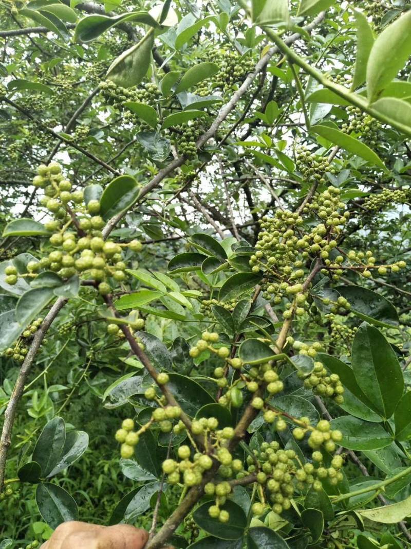 2022年新货昭通青花椒云南青花椒特香特麻产地直发新椒