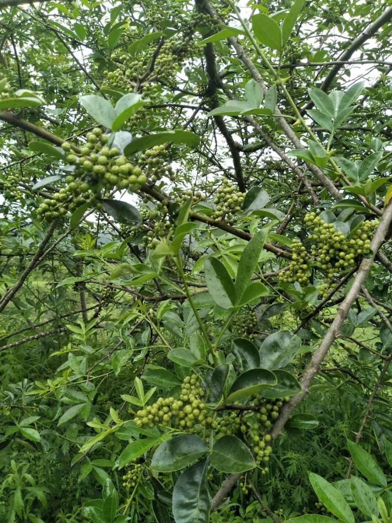 2022年新货昭通青花椒云南青花椒特香特麻产地直发新椒