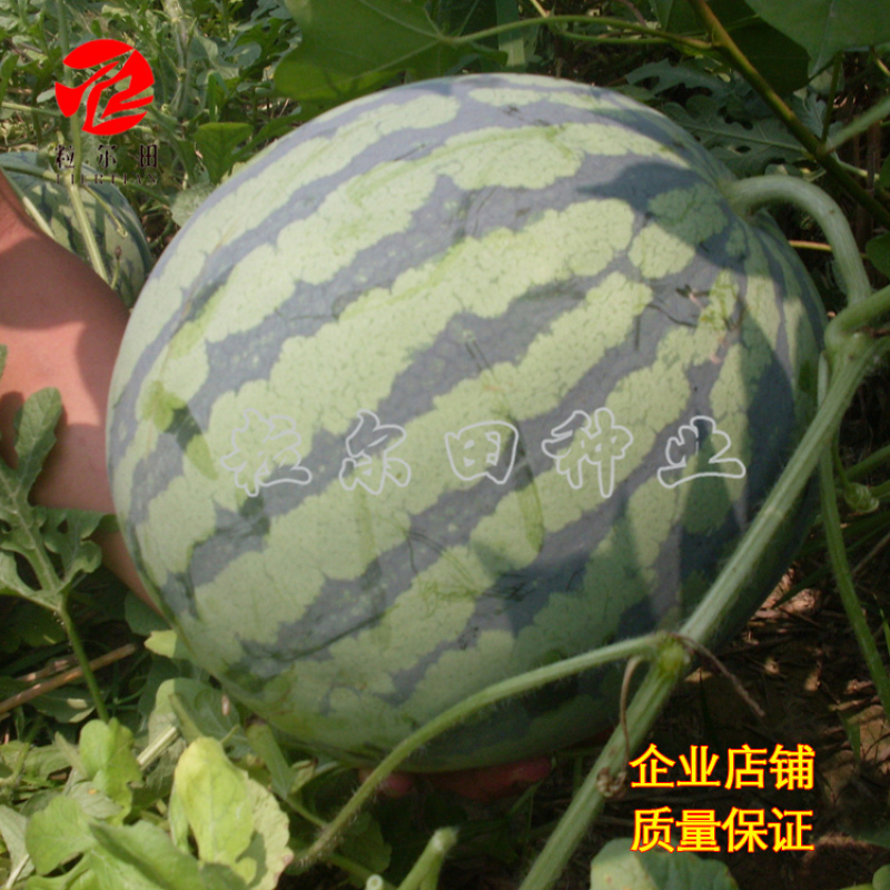 粒尔田欣霸西瓜种子大果京欣类西瓜种子基地用种可重茬种植