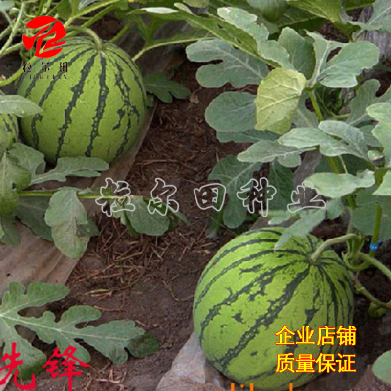 粒尔田欣霸西瓜种子大果京欣类西瓜种子基地用种可重茬种植