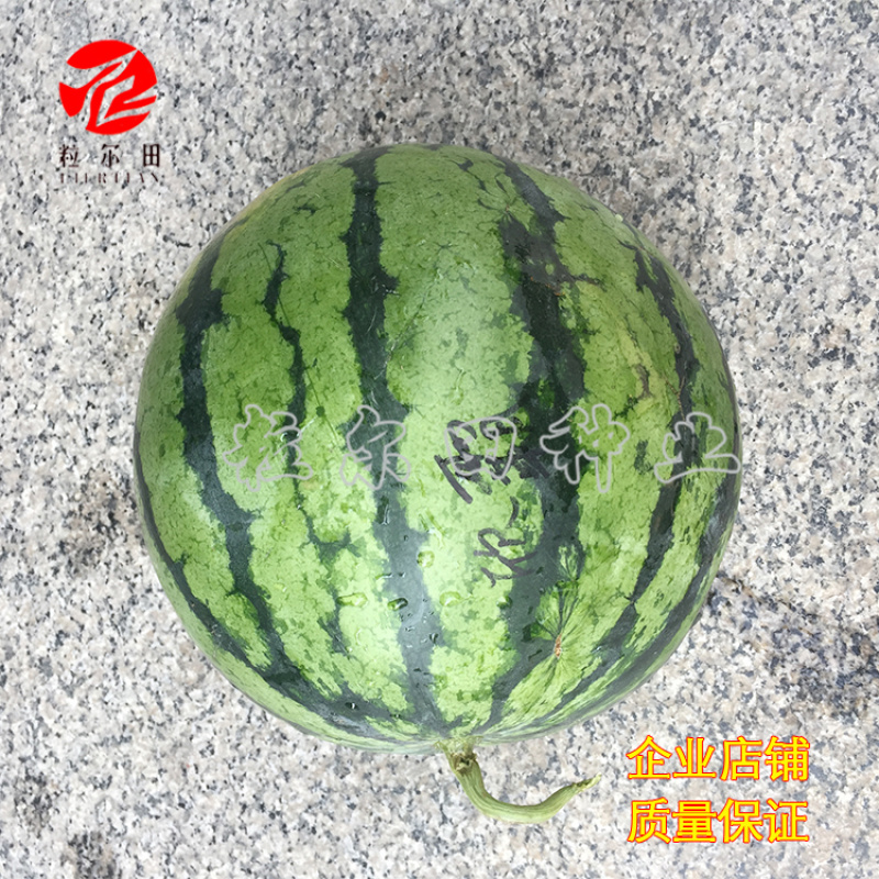 粒尔田欣霸西瓜种子大果京欣类西瓜种子基地用种可重茬种植