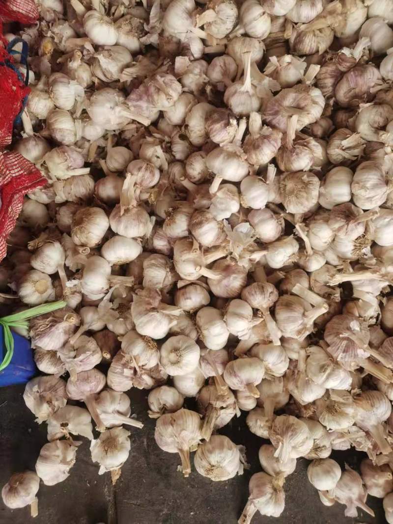 河南大蒜各种电商平台加工(，规模齐全批发商超加工