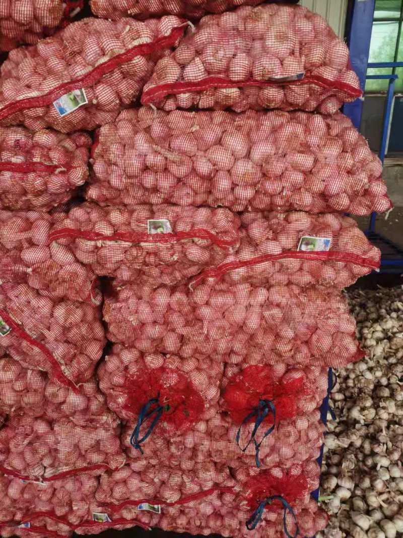 大蒜河南干大蒜货源足常年供货加工规格欢迎选购