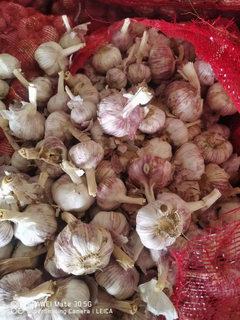 大蒜河南干大蒜货源足常年供货加工规格欢迎选购