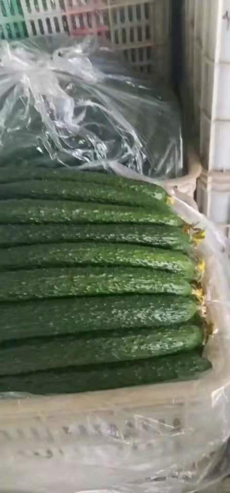 黄瓜密刺黄瓜山东密刺黄瓜大量上市，基地直供，价格美丽