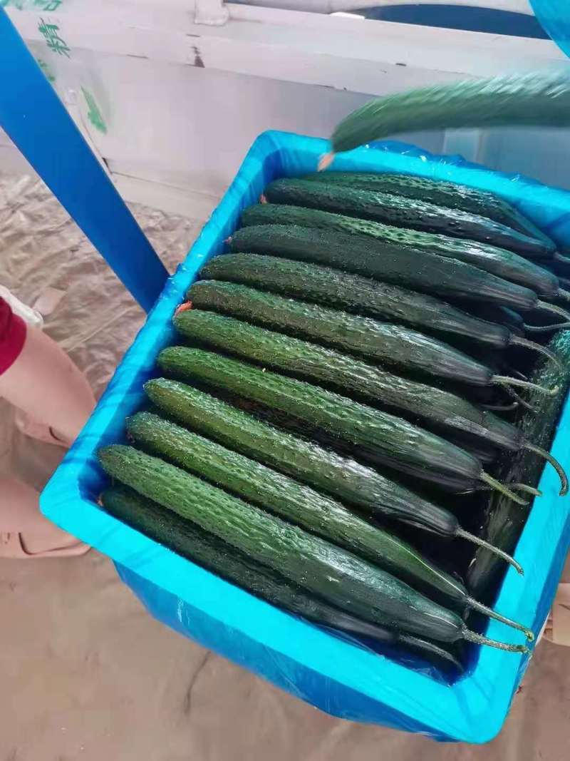 黄瓜密刺黄瓜山东密刺黄瓜大量上市，基地直供，价格美丽