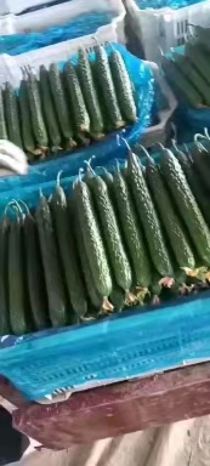黄瓜密刺黄瓜山东密刺黄瓜大量上市，基地直供，价格美丽