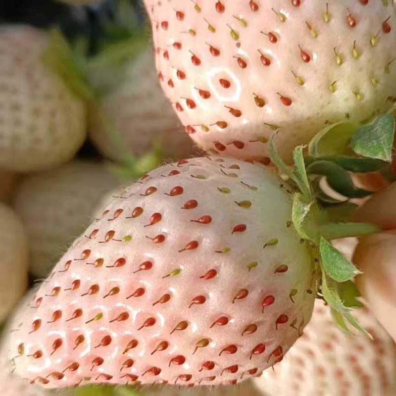 天使白草莓苗专业育苗基地易存活结果率高包技术指导