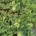 【推荐】湖北襄阳宜城金城五号西瓜货量大，价格优