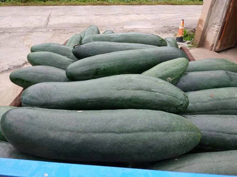 [荐]整车批发湖北襄阳宜城青皮冬瓜货量大价格优