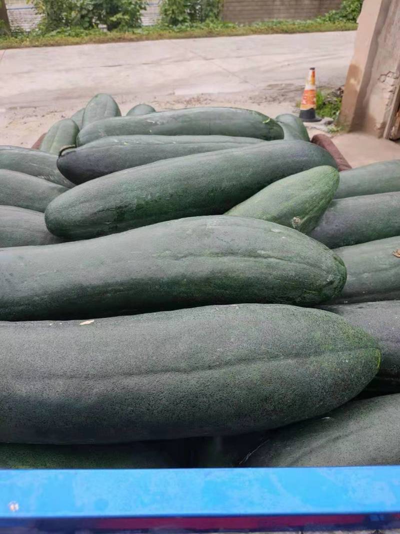 [荐]整车批发湖北襄阳宜城青皮冬瓜货量大价格优