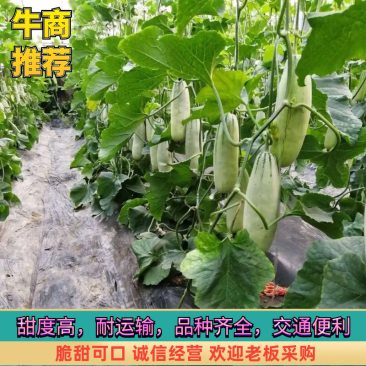 博洋61山东甜瓜，惠民甜瓜产地直销，大量供应，口感甜脆