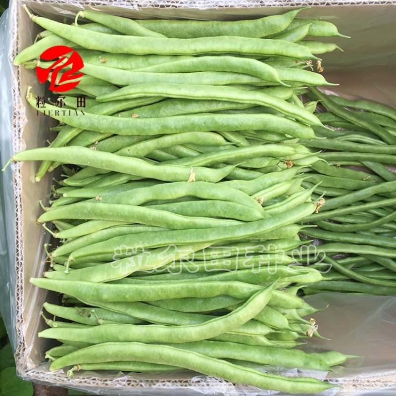 粒尔田绿奇丰无筋肉厚无筋豆架豆四季豆角种子春秋大棚种植