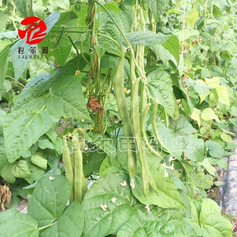 粒尔田绿奇丰无筋肉厚无筋豆架豆四季豆角种子春秋大棚种植