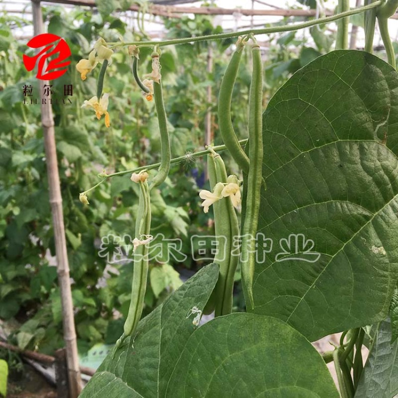 粒尔田绿奇丰无筋肉厚无筋豆架豆四季豆角种子春秋大棚种植