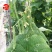 粒尔田绿奇丰无筋肉厚无筋豆架豆四季豆角种子春秋大棚种植