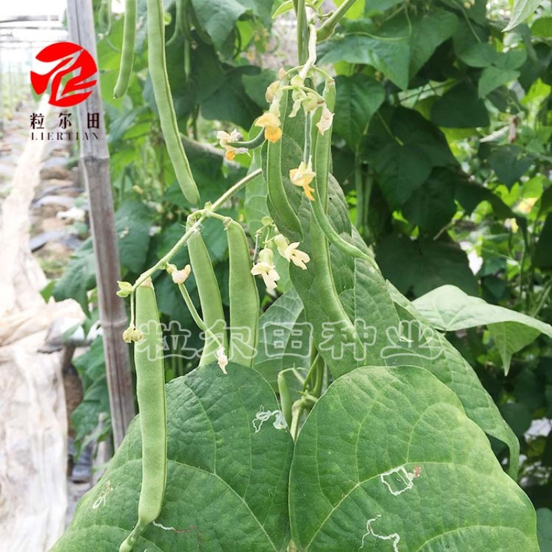 粒尔田绿奇丰无筋肉厚无筋豆架豆四季豆角种子春秋大棚种植