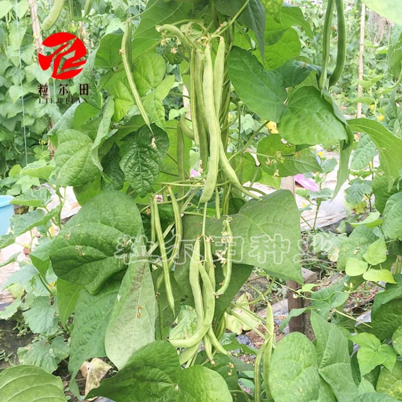 粒尔田绿奇丰无筋肉厚无筋豆架豆四季豆角种子春秋大棚种植