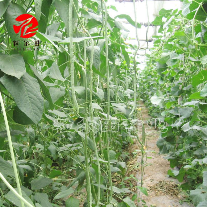 150克粒尔田航豇豆角种豆角顺直不长豆角种子结荚多