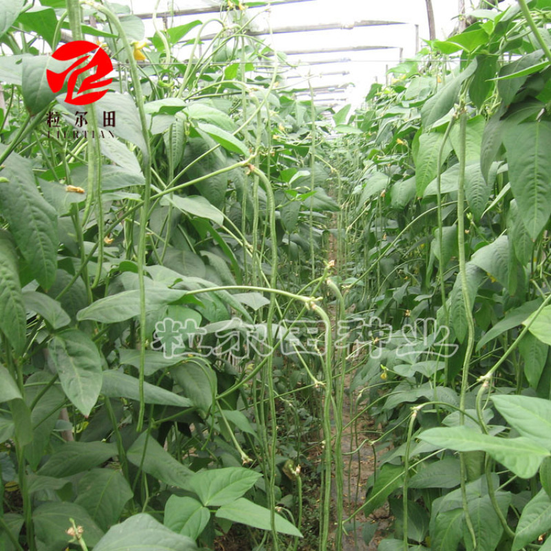 150克粒尔田航豇豆角种豆角顺直不长豆角种子结荚多