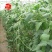 150克粒尔田航豇豆角种豆角顺直不长豆角种子结荚多