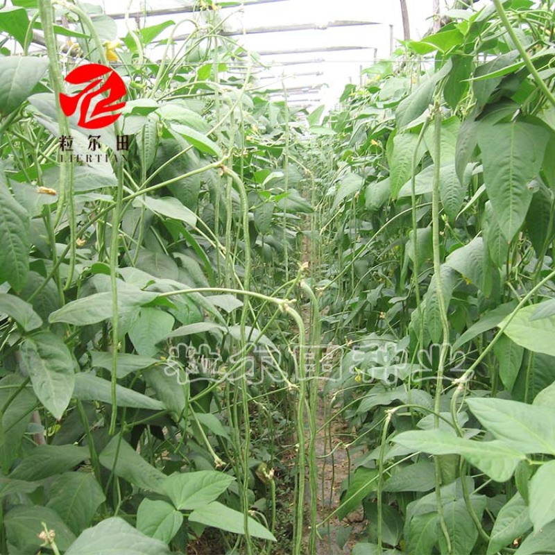 150克粒尔田航豇豆角种豆角顺直不长豆角种子结荚多