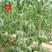 粒尔田神州绿豇豆蔬菜种子150克/袋青条豇豆种子