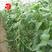 粒尔田神州绿豇豆蔬菜种子150克/袋青条豇豆种子