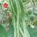 粒尔田绿满架芸豆豆角种子肉厚荚多四季豆种子