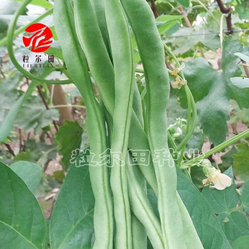 粒尔田绿满架芸豆豆角种子肉厚荚多四季豆种子