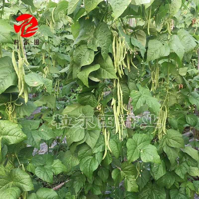 粒尔田绿满架芸豆豆角种子肉厚荚多四季豆种子
