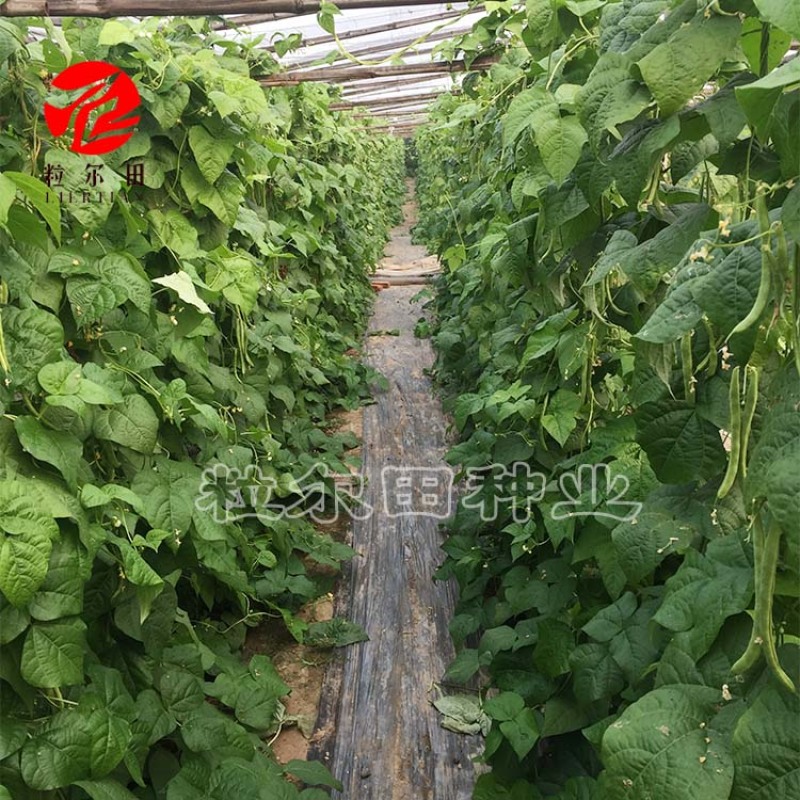 粒尔田绿满架芸豆豆角种子肉厚荚多四季豆种子