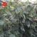 粒尔田绿满架芸豆豆角种子肉厚荚多四季豆种子