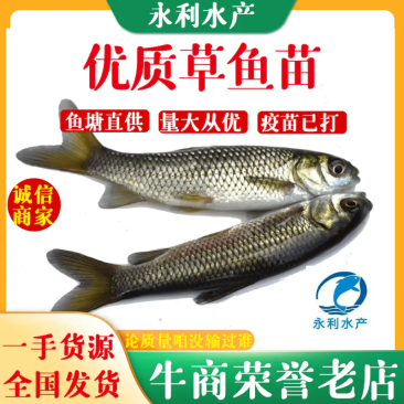 贵州草鱼苗、优质草鱼苗、抗病草鱼、草鱼水花、已打疫苗、