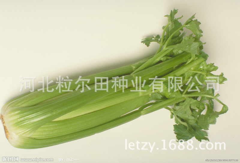 粒尔田奇士西芹芹菜种子黄绿脆嫩不空心