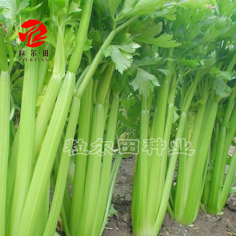 粒尔田奇士西芹芹菜种子黄绿脆嫩不空心