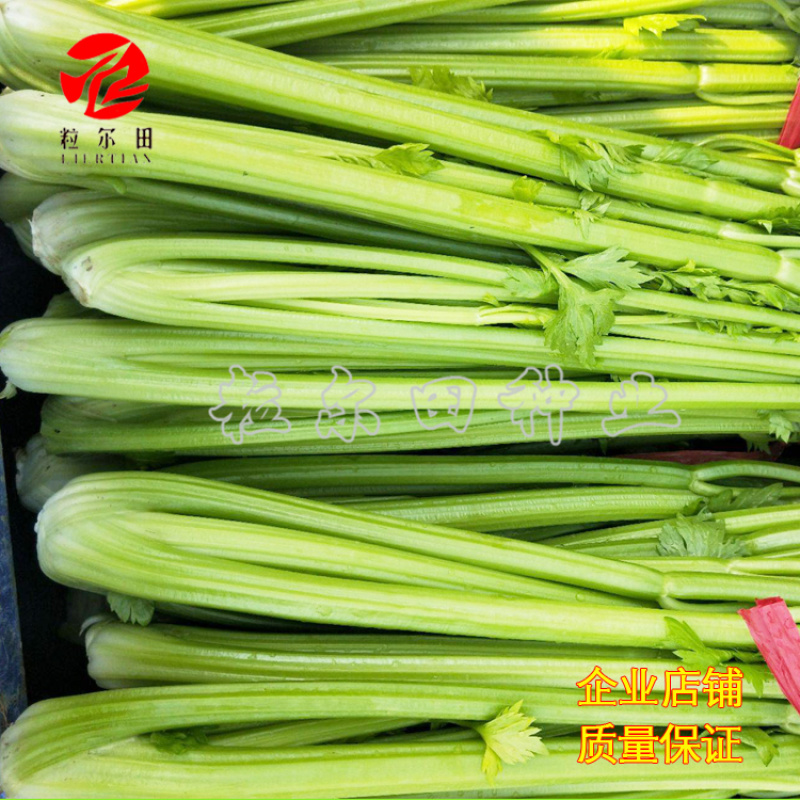 粒尔田奇士西芹芹菜种子黄绿脆嫩不空心