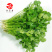 粒尔田奇士香菜香芽率高味浓生长快香菜种子