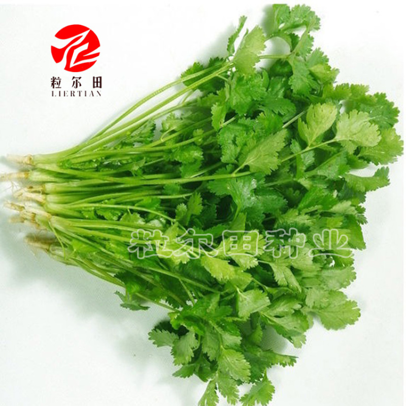 粒尔田奇士香菜香芽率高味浓生长快香菜种子