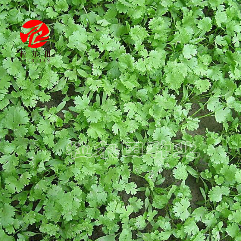 粒尔田奇士香菜香芽率高味浓生长快香菜种子