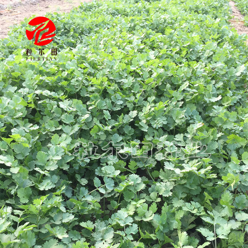 粒尔田奇士香菜香芽率高味浓生长快香菜种子