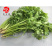 粒尔田奇士香菜香芽率高味浓生长快香菜种子