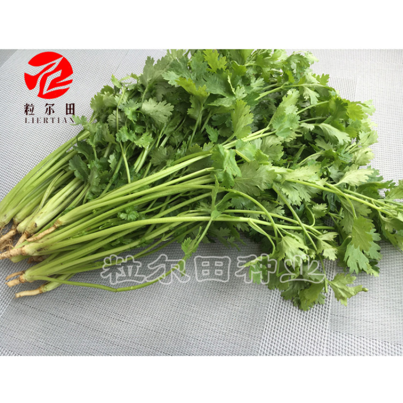 粒尔田奇士香菜香芽率高味浓生长快香菜种子