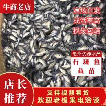 【石斑鱼苗】淡水石斑鱼苗规格齐全、全国发货